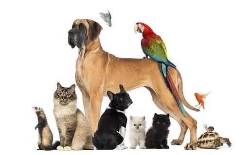 What A Guys Pet Says About Him