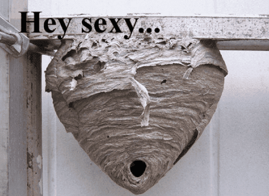 hornets