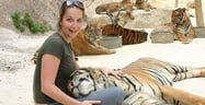 Tiger Pics: Should You Follow the Trend?