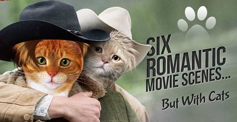6 Romantic Movie Scenes But With Cats