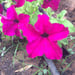 srose7 srose7