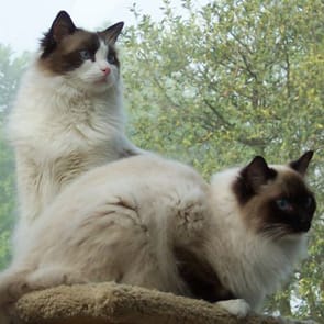 Photo of Murray and Sam, Sonny and Joan's cats