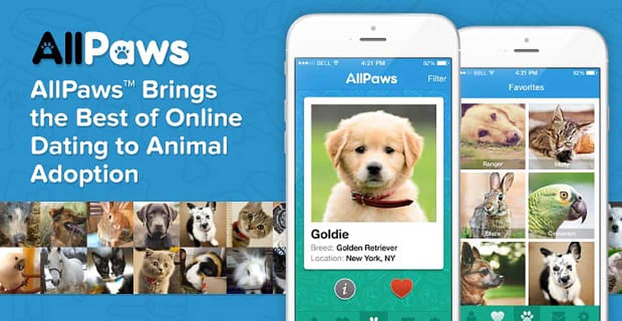AllPaws Brings the Best of Online Dating to Animal Adoption With