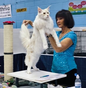 Photo of a TICA judge holding a cat
