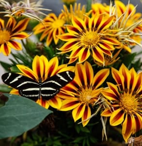 Photo of a butterfly on a bunch of flowers