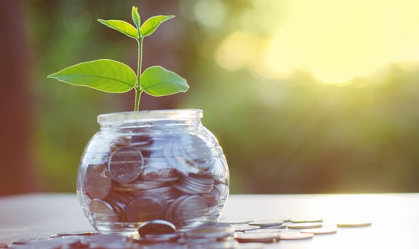 Photo of a tree growing out of a money jar Photo of a tree growing out of a money jar