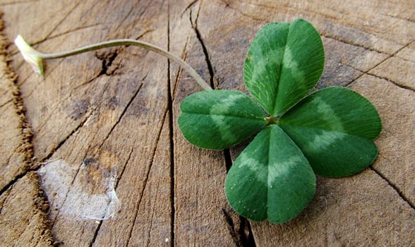 Photo of a four-leaf clover Photo of a four-leaf clover
