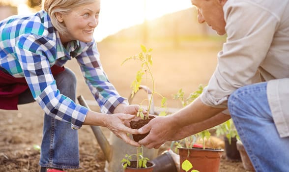 Photo of a couple gardening