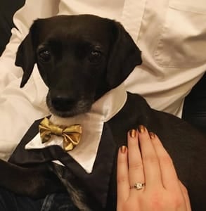 Photo of Lucy in her furever home