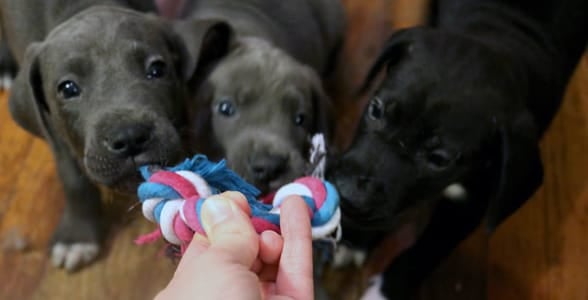 Photo of puppies playing tug-of-war