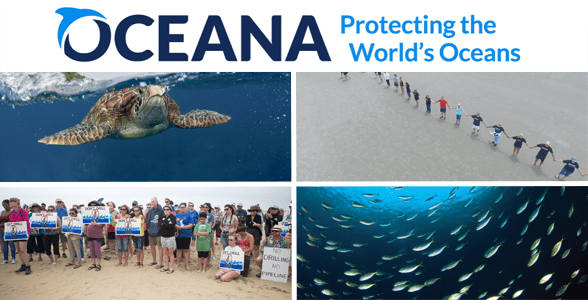 Collage of the Oceana logo, activists protesting on a beach, a sea turtle, and sardines