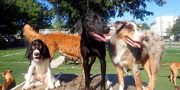Photo of Houston Bark Park