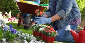 Photo of a woman gardening Photo of a woman gardening