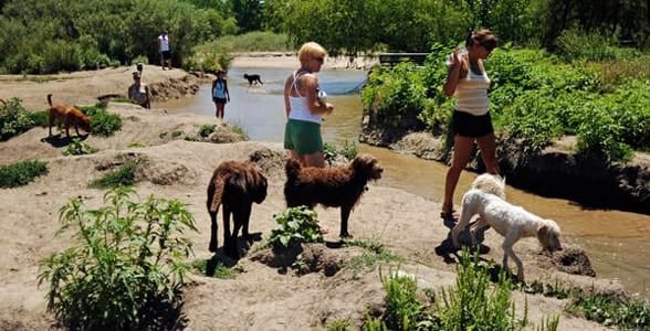Photo of a dog park in Denver