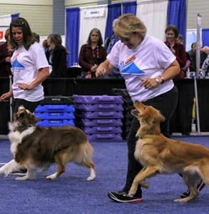 Photo of dog trainers at the 2017 APDT conference