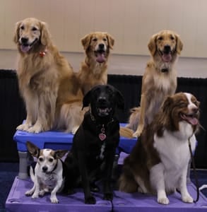Photo of dogs at the APDT's 2017 conference
