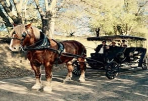 Photo of a horse-drawn carriage ride in Julian