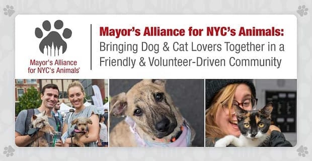 Mayors Alliance For Nycs Animals Brings Dog And Cat Lovers Together In A Volunteer Community