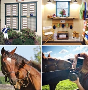 Photo collage of Mill Ridge Farm's horses and facilities