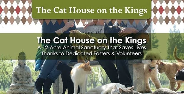 The Cat House On The Kings Is A 12 Acre Animal Sanctuary That Saves Lives