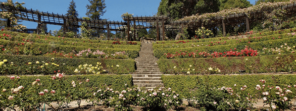 Photo of the Berkeley Rose Garden Photo of the Berkeley Rose Garden