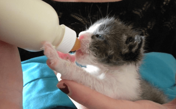 Photo of the Austin Pets Alive! Neonatal Kitten Nursery