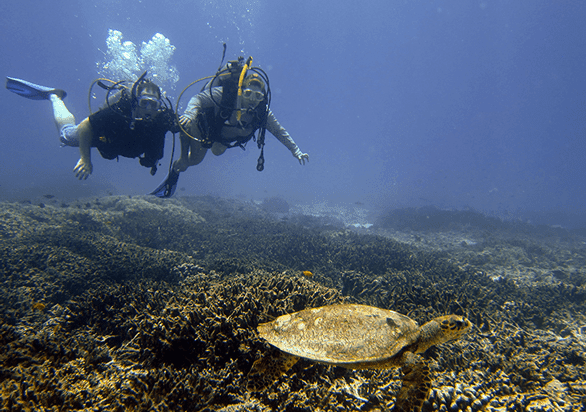 Photo of Jennifer Dombrowski and Tim Davis swimming with a turtle