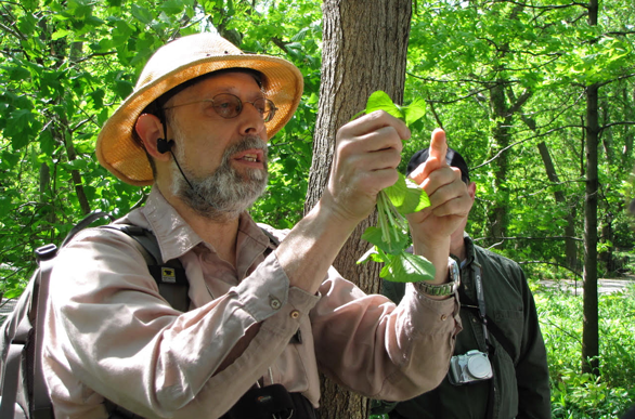 Photo of Wildman Steve Brill comparing plants