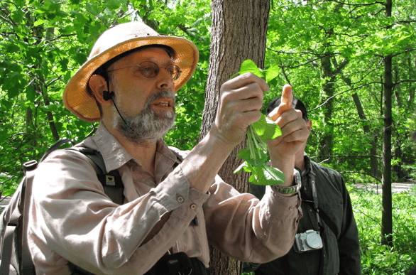 Photo of Wildman Steve Brill comparing plants