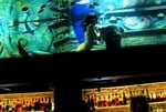 Dive Bar