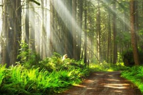 Screenshot of a forest from Healing Couples Retreats website