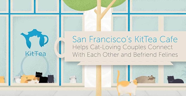 Kittea Cafe Helps Cat Loving Couples Connect