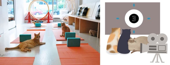Collage of Cats on Mats Yoga Nights and Mewvie Nights