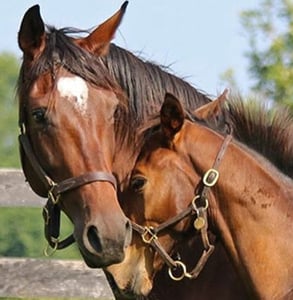 Photo of horses at Mill Ridge Farm