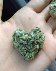 Photo of marijuana shaped like a heart Photo of marijuana shaped like a heart