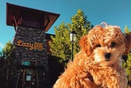 Lazy Dog Restaurant &amp; Bar