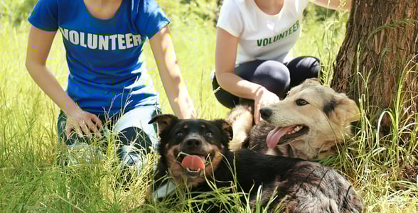 Photo of animal shelter volunteers