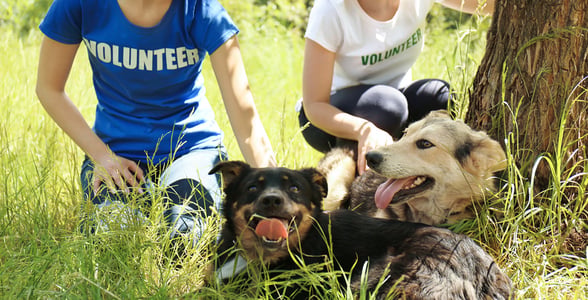 Photo of animal shelter volunteers