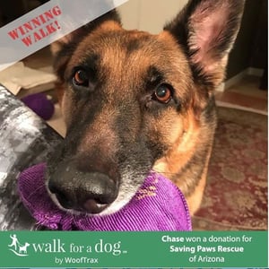 Photo of Chase, a 7-year-old German Shepherd