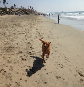 Photo of the Huntington Dog Beach