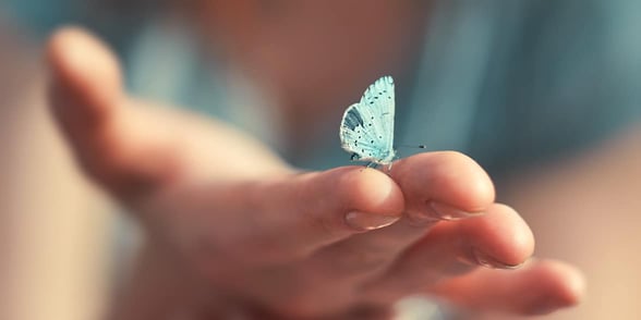 Photo of a butterfly