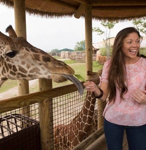 Photo of a girl feeding a giraffe