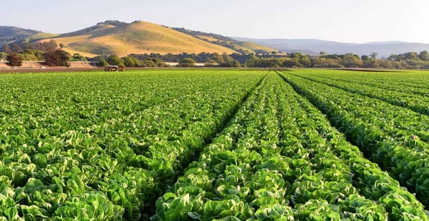 Salinas Ca