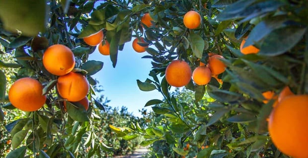 Orange Ca
