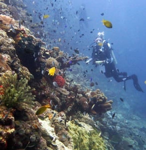 Photo of a CCC dive