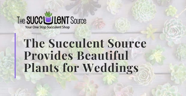 Succulent Source Provides Beautiful Plants For Weddings