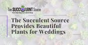 The Succulent Source is a Family-Owned Business That Provides Beautiful Plants for Weddings, Showers &#038; Events