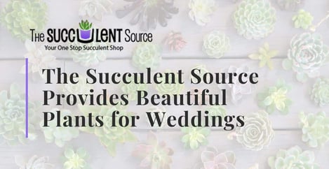 Succulent Source Provides Beautiful Plants For Weddings