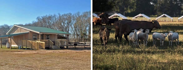 Collage of photo of cabin and farm animals Collage of photo of cabin and farm animals