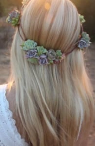 Photo of a succulent crown Photo of a succulent crown